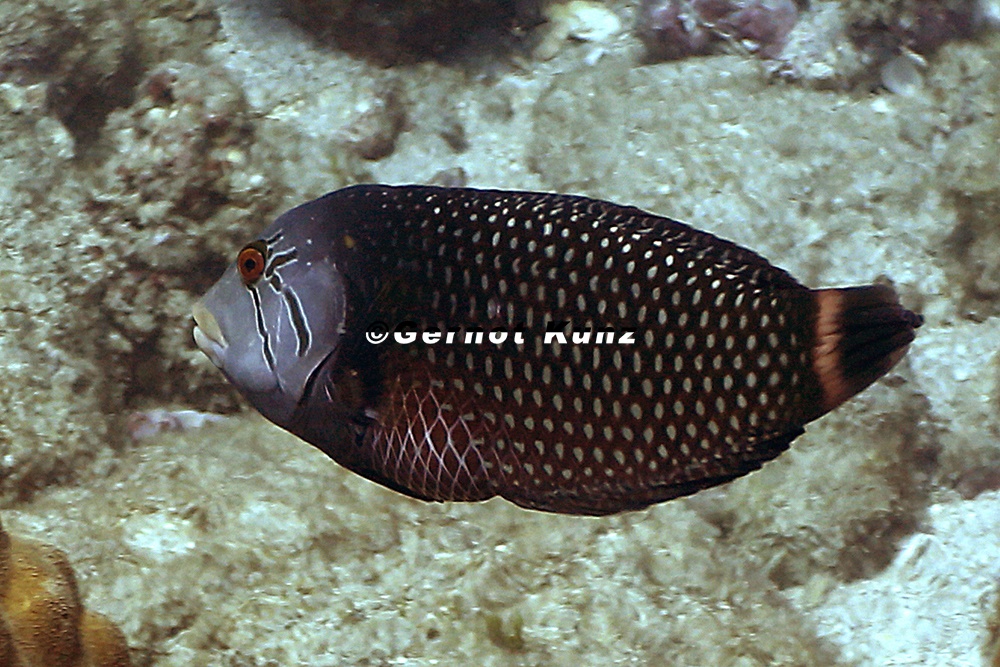 Novaculichthys taeniorus  Dragon Wrasse  Vieja drag  n 1 2