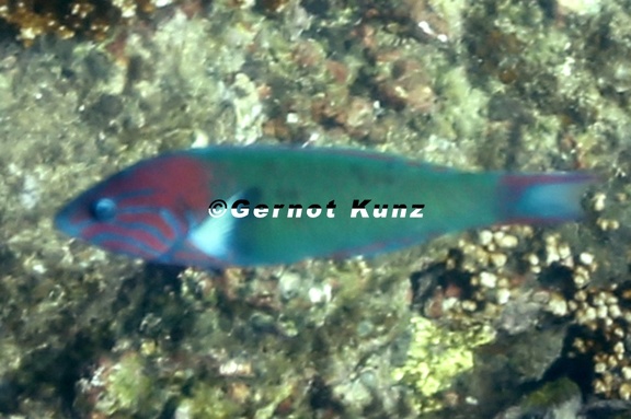 Thalassoma grammaticum  Sunset Wrasse 1 1