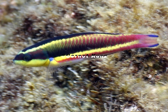 Thalassoma lucasanum  Cortez Rainbow Wrasse  Arco iris W 8 2