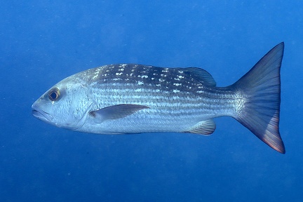 Lutjanus aratus  Mullet snapper cf 7 2