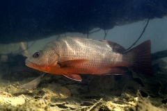 Lutjanus colorado  Colorado snapper 9 1