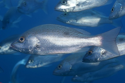 Lutjanus guttatus  Spottet Rose Snapper 1 2