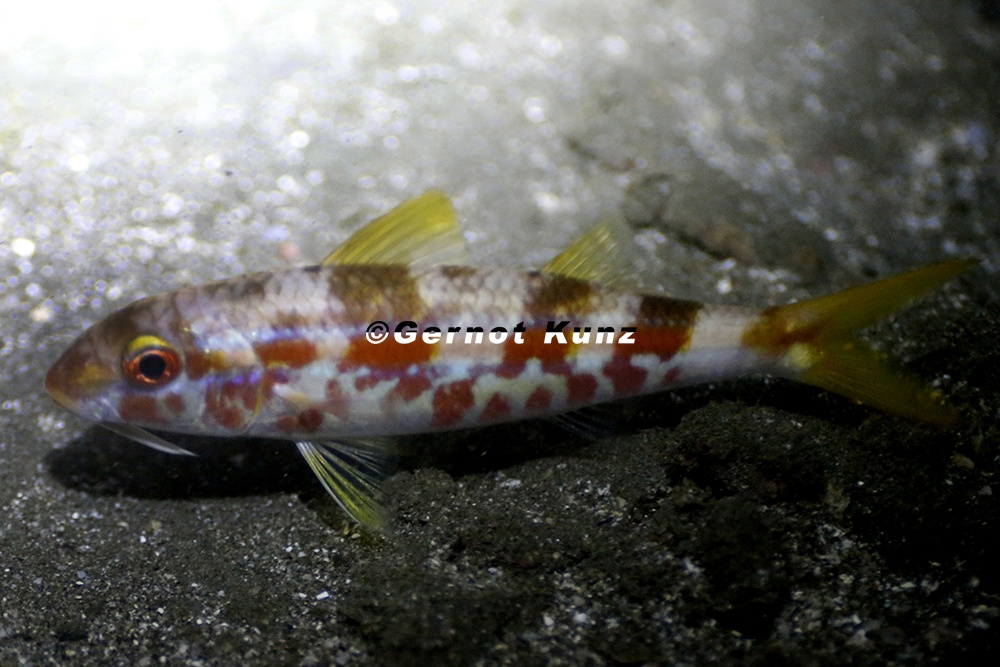 Mulloidichthys vanicolensis  Yellowfin Goatfish 