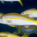 Mulloidichtys dentatus  Mexican Goatfish  Mexikanische Meerbarbe  7 2
