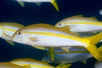 Mulloidichtys dentatus  Mexican Goatfish  Mexikanische Meerbarbe  7 2