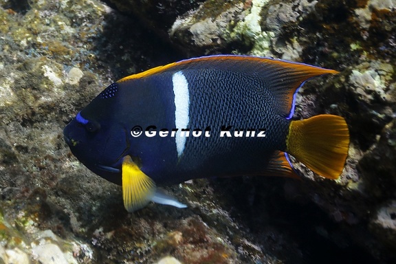 Holacanthus passer  King Angelfish 1 2