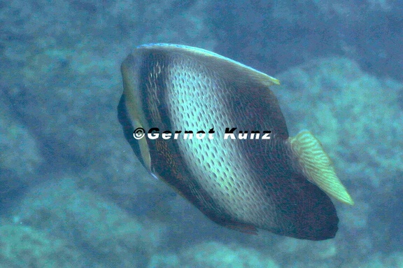 Pomacanthus zonipectus  Cortez Angelfish 1 1