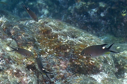 Chromis atrilobata  Scissortail conquita 7 3
