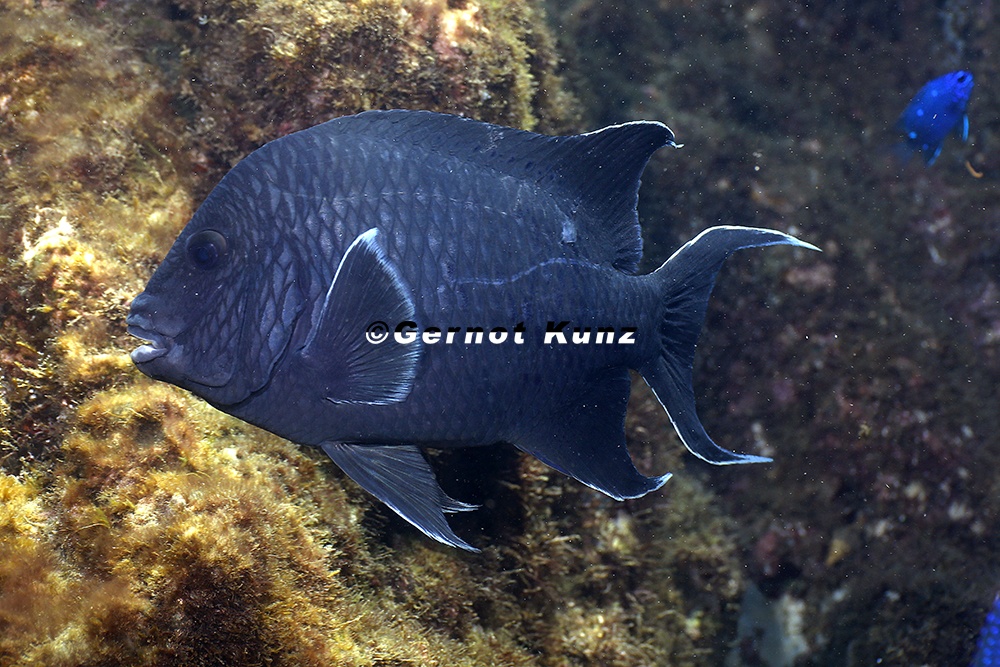 Microspathodon dorsalis  Giant Damselfish  7 2