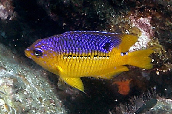 Stegastes flavilatus  Beaubrummel 7 2