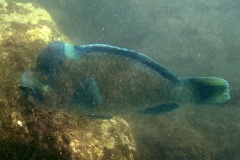 Scarus perrico  Bumphead Parrotfish 4