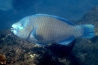 Scarus perrico  Bumphead Parrotfish 8 1