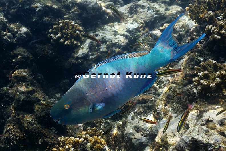 Scarus rubroviolaceus  Bicolor Parrotfish 1 2