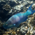 Scarus rubroviolaceus  Bicolor Parrotfish 1 2