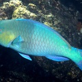 Scarus rubroviolaceus  Bicolor Parrotfish M1 2