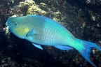 Scarus rubroviolaceus  Bicolor Parrotfish M1 2