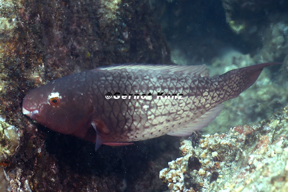 Scarus rubroviolaceus  Bicolor Parrotfish W1 2