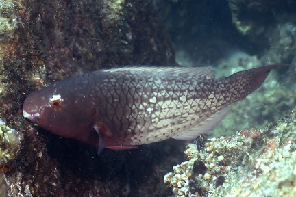 Scarus rubroviolaceus  Bicolor Parrotfish W1 2