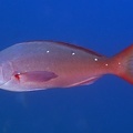 Paranthias colonus  Pacific Creolefish 1 2