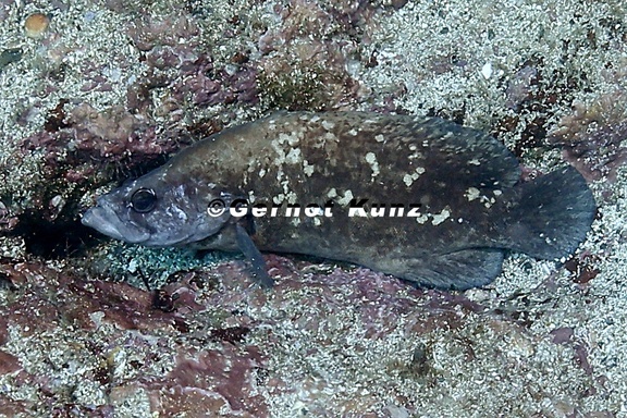 Rypticus bicolor  Mottled Soapfish 1 2