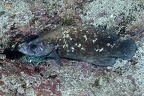 Rypticus bicolor  Mottled Soapfish 1 2