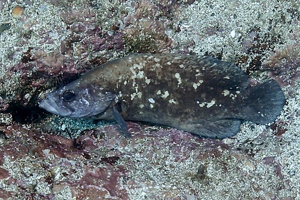 Rypticus bicolor  Mottled Soapfish 1 2