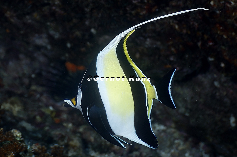 Zanclus cornutus  Moorish idol  Halfterfish 5 2