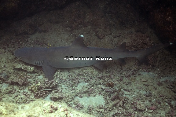 Triaenodon obesus  Whitetip Reef Shark  Wei  spitzen-Riffhai 6 1