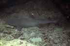 Triaenodon obesus  Whitetip Reef Shark  Wei  spitzen-Riffhai 6 1