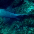 Ginglymostoma cirratum  Nurse shark  Ammenhai 1 1