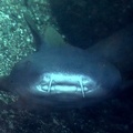 Ginglymostoma cirratum  Nurse shark  Ammenhai 2 2
