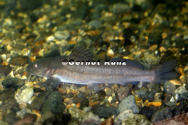 Rhamdia gutemalensis 1 1