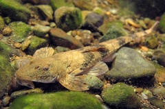Rineloricaria uracantha 1 2