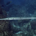 Fistularia commersonii  Reef Cornetfish  Glatter Fl  tenfisch 8 2