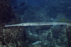 Fistularia commersonii  Reef Cornetfish  Glatter Fl  tenfisch 8 2