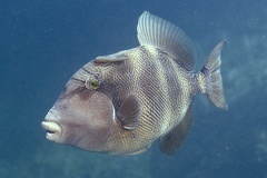 Pseudobalistes naufragium  Blunthead Triggerfish  Stone Triggerfish 6 2