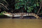 Caiman crocodilus  Spectacled Caiman  Brillenkaiman 5 2