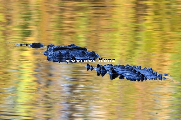 Crocodylus acutus  American Crocodyle  Amerikanische Spitzkrokodil  5 1