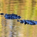 Crocodylus acutus  American Crocodyle  Amerikanische Spitzkrokodil  5 1