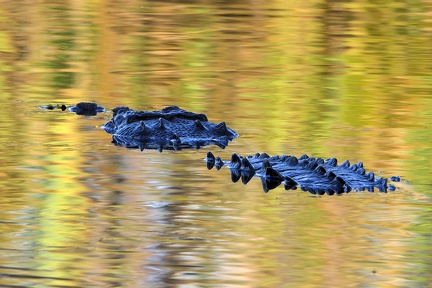 Crocodylus acutus  American Crocodyle  Amerikanische Spitzkrokodil  5 1