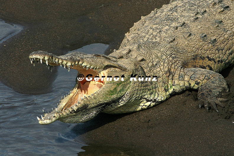 Crocodylus_acutus__American_Crocodyle__Amerikanische_Spitzkrokodil__7_2.jpg