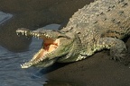 Crocodylus acutus  American Crocodyle  Amerikanische Spitzkrokodil  7 2