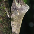 Corytophanes cristatus  Helmet iguana 1 2