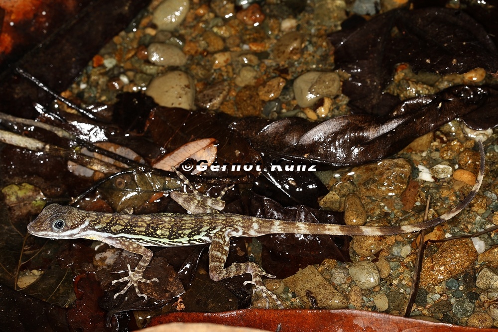 Norops aquaticus  Water anole  Wasseranolis 1 2