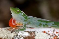 Norops biporcatus  Green tree anole 1 2