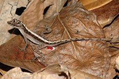 Norops cupreus  Copper Anole  Kupferanolis 1 2