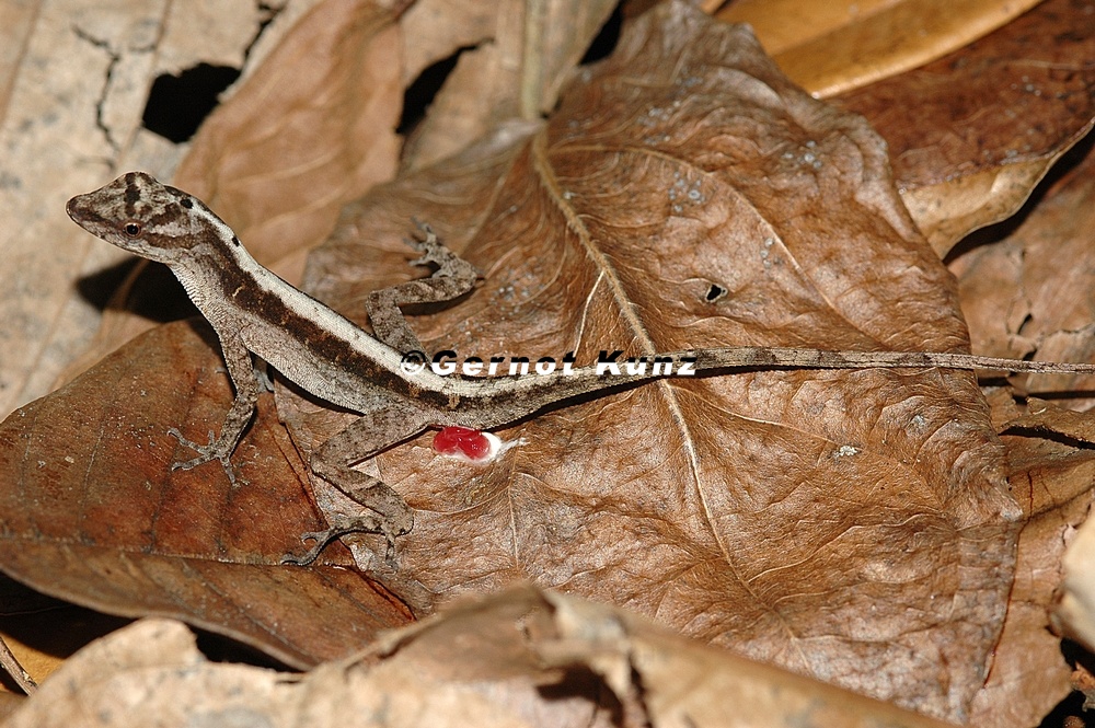 Norops cupreus  Copper Anole  Kupferanolis 1 2