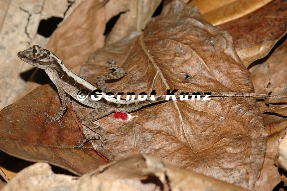 Norops cupreus  Copper Anole  Kupferanolis 1 2