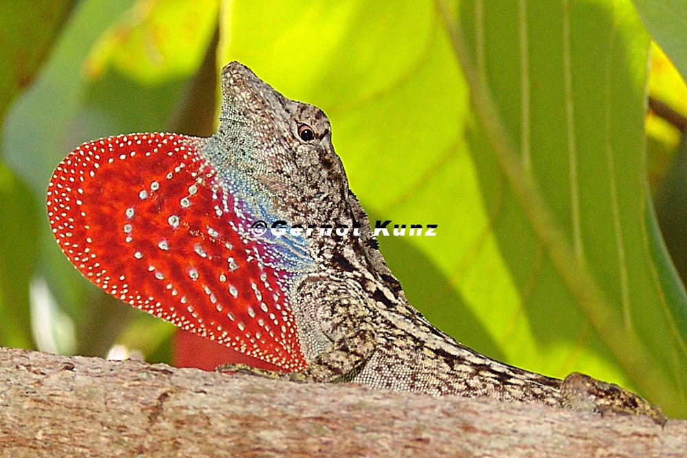 Norops humilis  Humble Anole 1 2