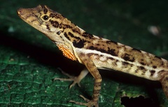 Norops oxylophus 1 1
